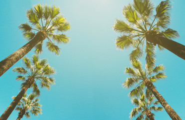 Bottom view of palm trees row at blue sky background. Tropical frame with copy-space