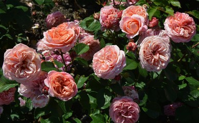 Berlin Roses, Germany