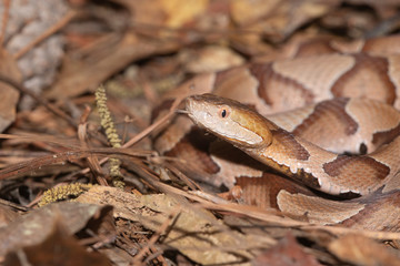 Southern Copperhead on the North Carolina Coast