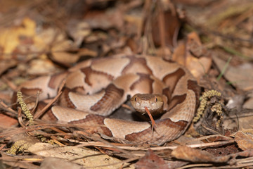 Southern Copperhead on the North Carolina Coast