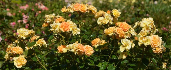 Berlin Roses, Germany