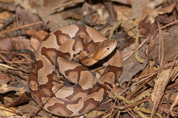 Southern Copperhead on the North Carolina Coast