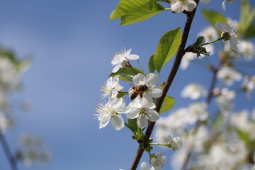 white flowers in spring