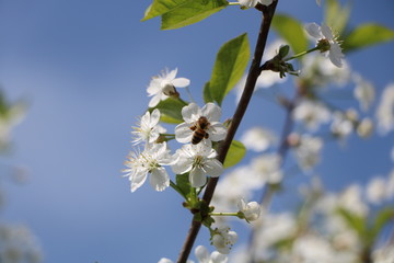 cherry tree blossom
