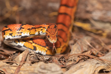 Corn Snake on the North Carolina Coast