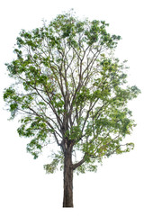 Obraz premium The green sacred tree is completely separated from the white background. Scientific name Pterocarpus macrocarpus