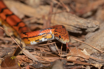 Corn Snake on the North Carolina Coast