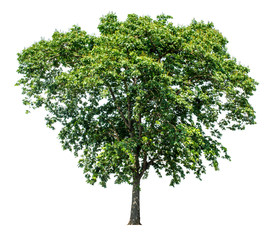 Obraz premium The green sacred tree is completely separated from the white background. Scientific name Pterocarpus macrocarpus