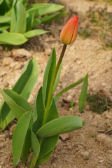 Pojedynczy czerwony tulipan w pąku