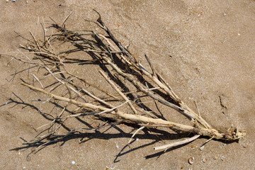 Dry branches on the sand beach