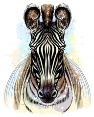 Sketchy color portrait of zebra on a white background with splashes of watercolor.