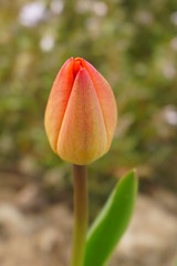 Zamknięty młody kielich czerwonego tulipana - obrazy, fototapety, plakaty