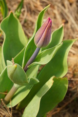 Wychodzący pąk różowego tulipana
