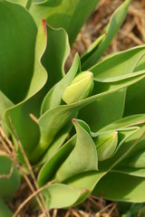 Tulipany w pąku