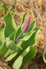 Pąk fioletowego tulipana