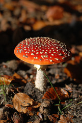fly agaric mushroom in the forest