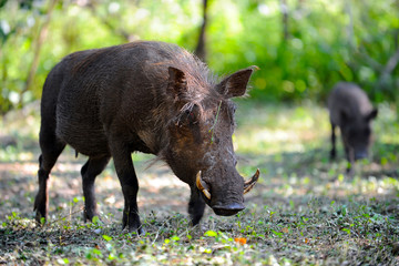 wild boar mother and child in the forest
