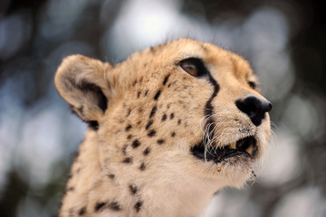 portrait of white cheetah