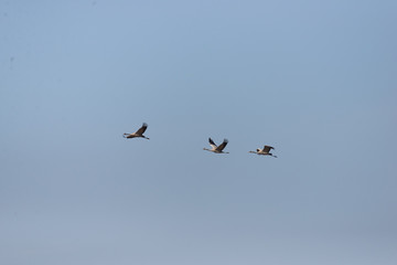 Cranes in flight on a spring day