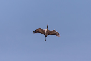 Cranes in flight on a spring day