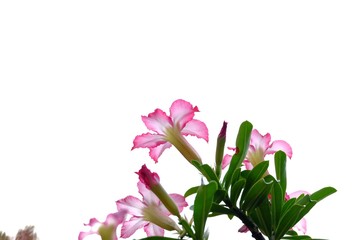 Sweet pink adenium flower blossom with green leaves on white isolated background 