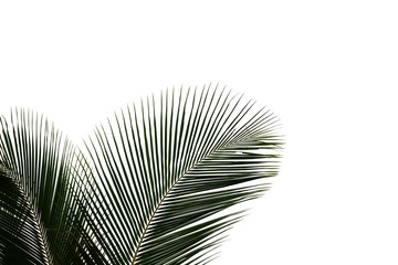 Coconut leaves on white isolated background for green foliage backdrop 