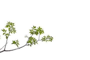 Tropical tree leaves with branches on white isolated background for green foliage backdrop 