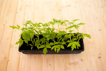 Growing and planting tomatoes with their own hands. Tomato seedlings