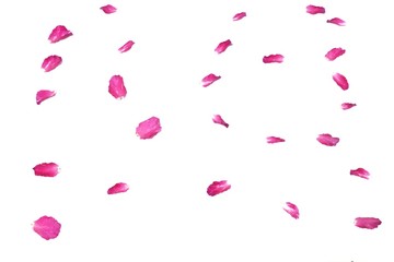 Blurred a pink rose corolla on white isolated background with softly style 