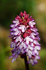 Nahaufnahme eines blühenden Knabenkraut