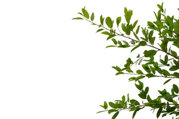 Top view tropical tree leaves with branches on white isolated background for green foliage backdrop 