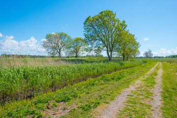 Fototapeta premium Trees along a field below a blue sky in sunlight in spring