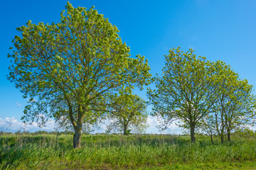 Trees along a field below a blue sky in sunlight in spring