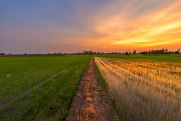 Obraz na płótnie Canvas Beautiful green cornfield with sunset sky background.