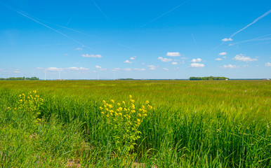 Field with a cereal grain below a blue sky in sunlight in spring