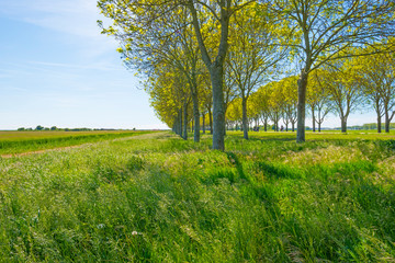 Trees along a field below a blue sky in sunlight in spring