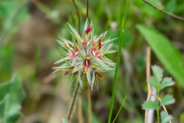 Star Clover Calyces in Springtime