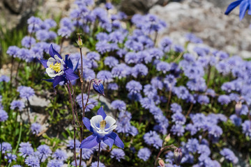 flower spring colorful sunny day nature outdoor