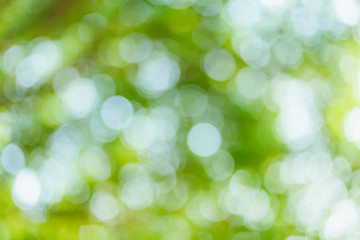 green bokeh background with circles. Summer abstract theme.