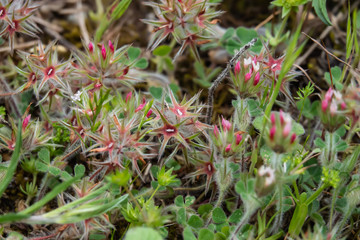 Star Clover Calyces in Springtime