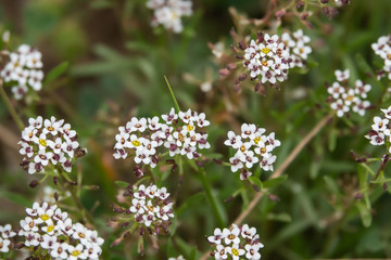 Sweet Alyssum Flowers in Bloom in Springtime