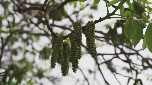 The nut tree is very unusual blooms