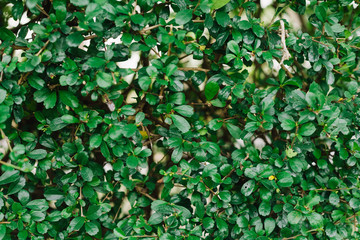 Fototapeta premium Green Leaves texture background.Summer abstract theme.