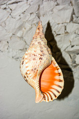 maldivian shell