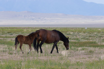 Fototapeta na wymiar Wild Horse Mare and Foal in Utah in Spring