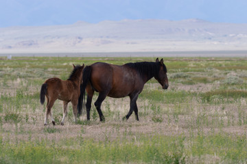 Fototapeta na wymiar Wild Horse Mare and Foal in Utah in Spring