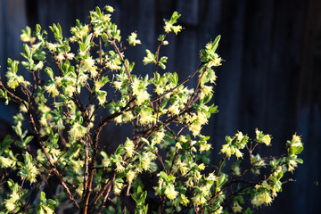 The blooming flowers of the winter honeysuckle Lonicera fragrantissima standishii , or January...