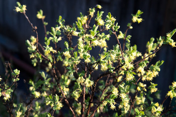 The blooming flowers of the winter honeysuckle Lonicera fragrantissima standishii , or January jasmine, Chinese honeysuckle. Flower on a beautiful natural background. Selective focus.
