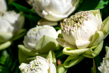 Abstract background of flowers Closeup.