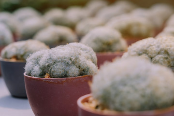 Variety of Small cactus and succulent plants in various pots to decorate in coffee shops